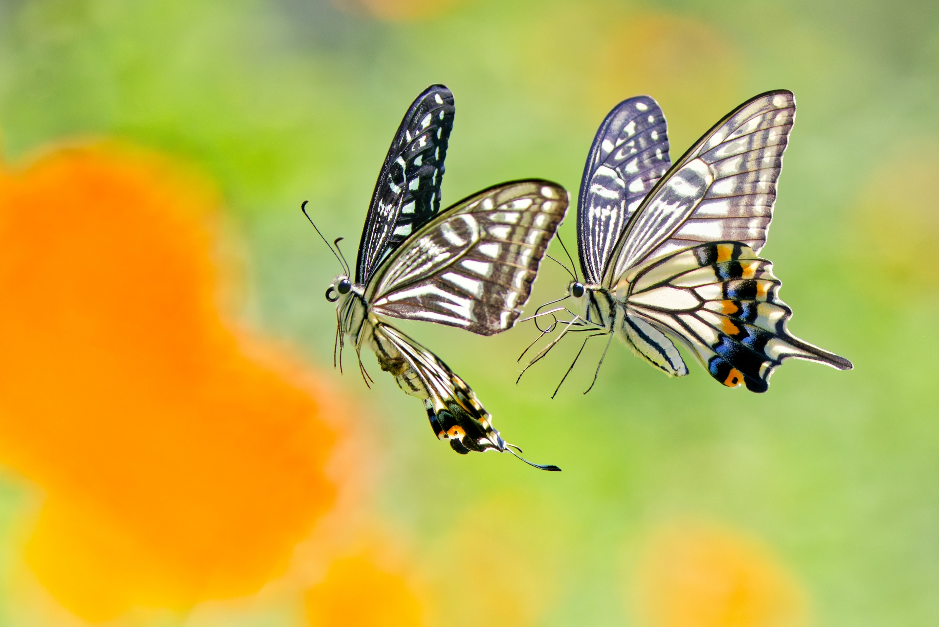 アゲハチョウのサナギの糸が切れても大丈夫という記事のアイキャッチ画像